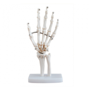 Life-size Hand Joint Skeleton Model